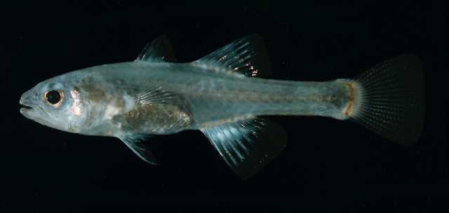 (Cercamia) Род ЦЕРКАМИИ 2 вида